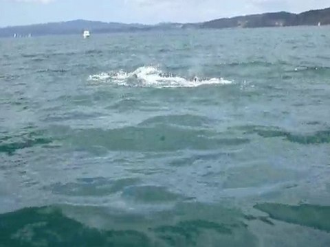 Dauphins Bay of Islands NZ P1010094