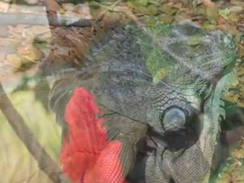 Dyrlæge Sjælland Viby Sjælland Dyreklinikken Viby Sj.