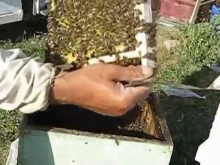 arıların aktarılması ve kat konulması