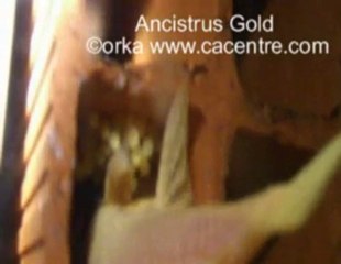 Ponte Ancistrus Gold