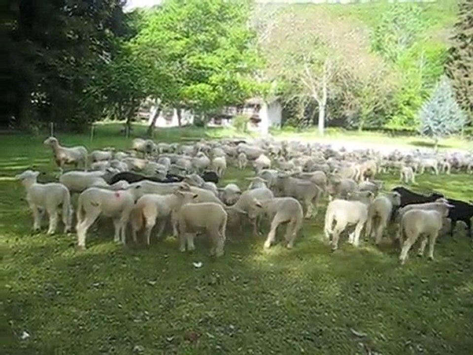 Les moutons de Monnetier