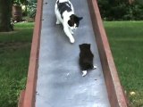 Gattini sullo scivolo