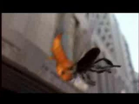 Peugeot 207 - Les coccinelles