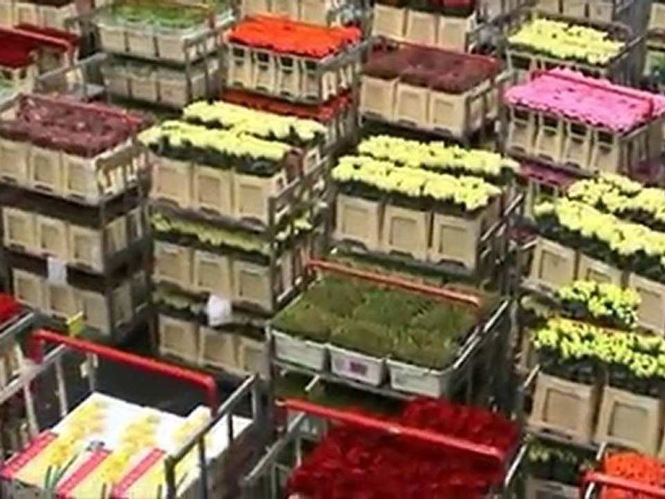 Hollande Marche aux fleurs