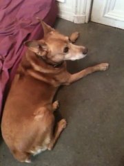 Feneck Zoom Zoom Zen - Un chien chante Ma Benz de NTM