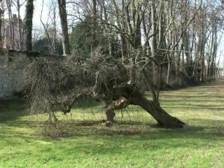 Cultures aux Jardins - Pontoise -Mars 2010