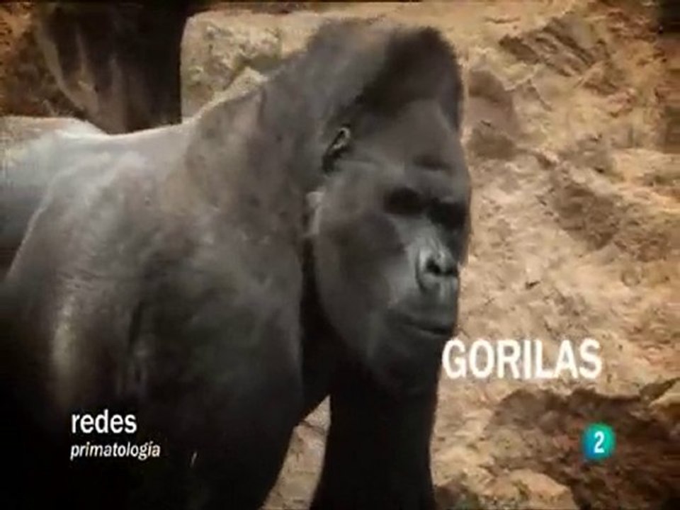 Primates inteligentes (1): Josep Call