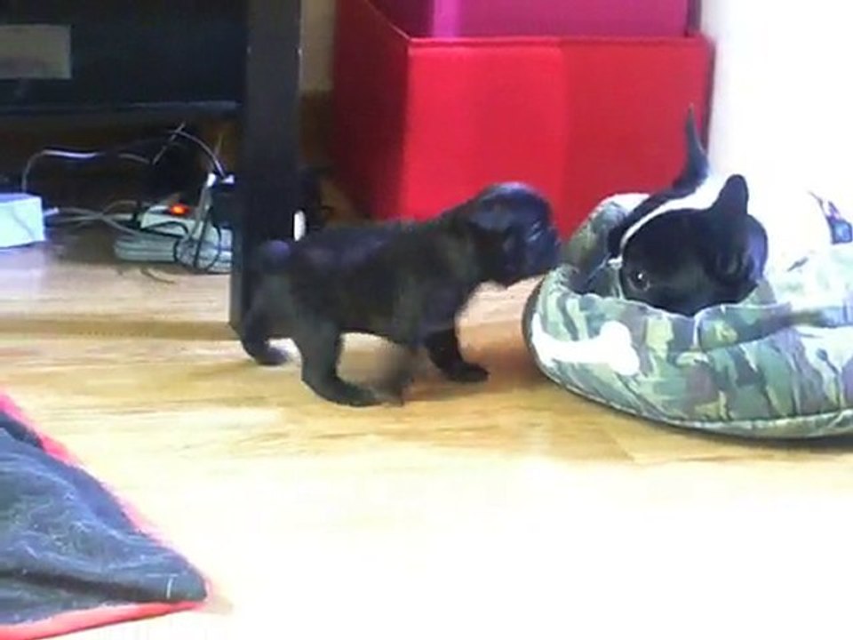 chiot bouledogue français