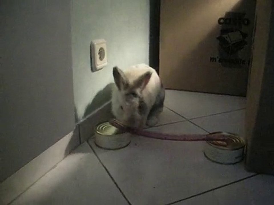 Kaninhooop vidéos 004
