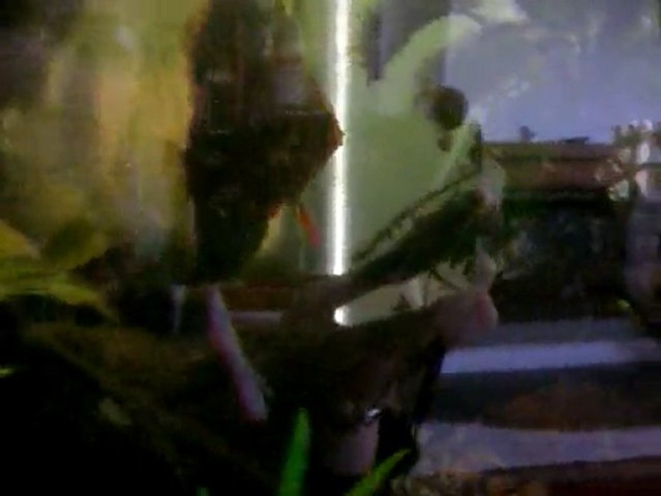 Jeunes discus ( sous bonne garde)