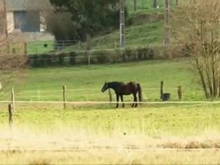 Animaux du cinéma et cascades avec VVF Villages - Hautes Al