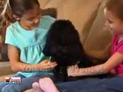 Plaque Attack Dental Spray For Dogs - Seen On TV