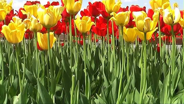 На Поклонной горе