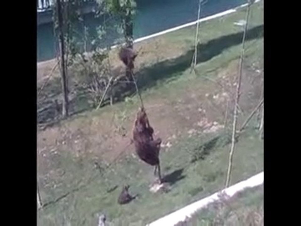 Mama Bear, Björk, is trying to shake a baby bear from a ...