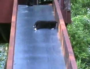 Des chatons qui font du toboggan