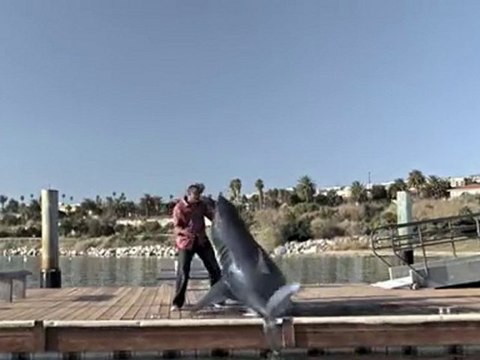 Quitting Smoking Sucks...SHARK!