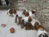 Shih Tzu puppies for sale in GA FL AL