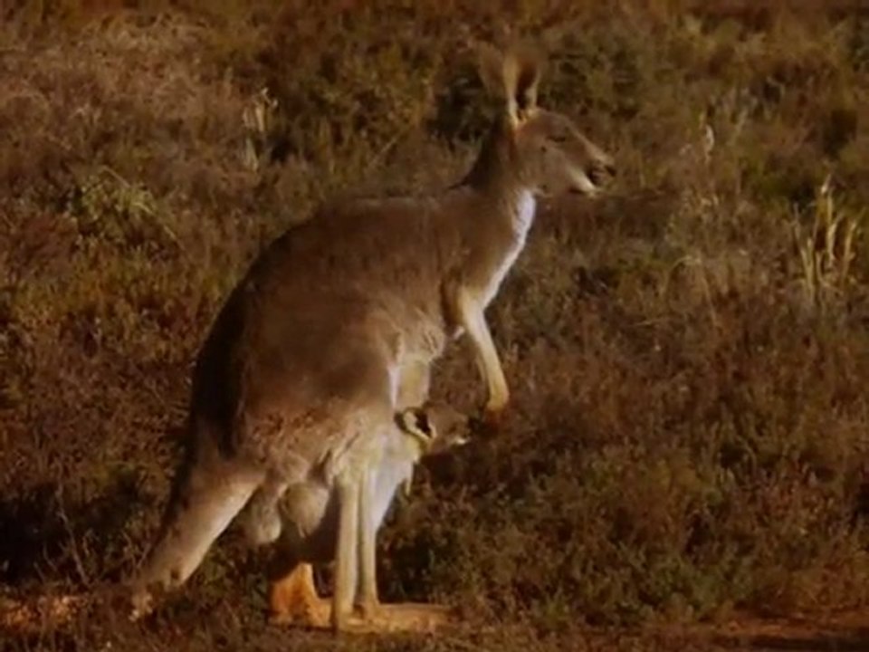 Le Retour Des Kangourous 1