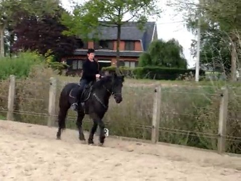 tetras 05-2010 6 semaines débourage