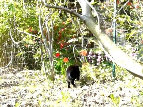 Chat Sculptures-Vivantes en Métamorphoses-Printanière chap1