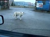 Chien qui danse sur de la techno