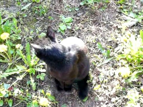 Chat Sculptures-Vivantes en Métamorphoses-Printanière chap2