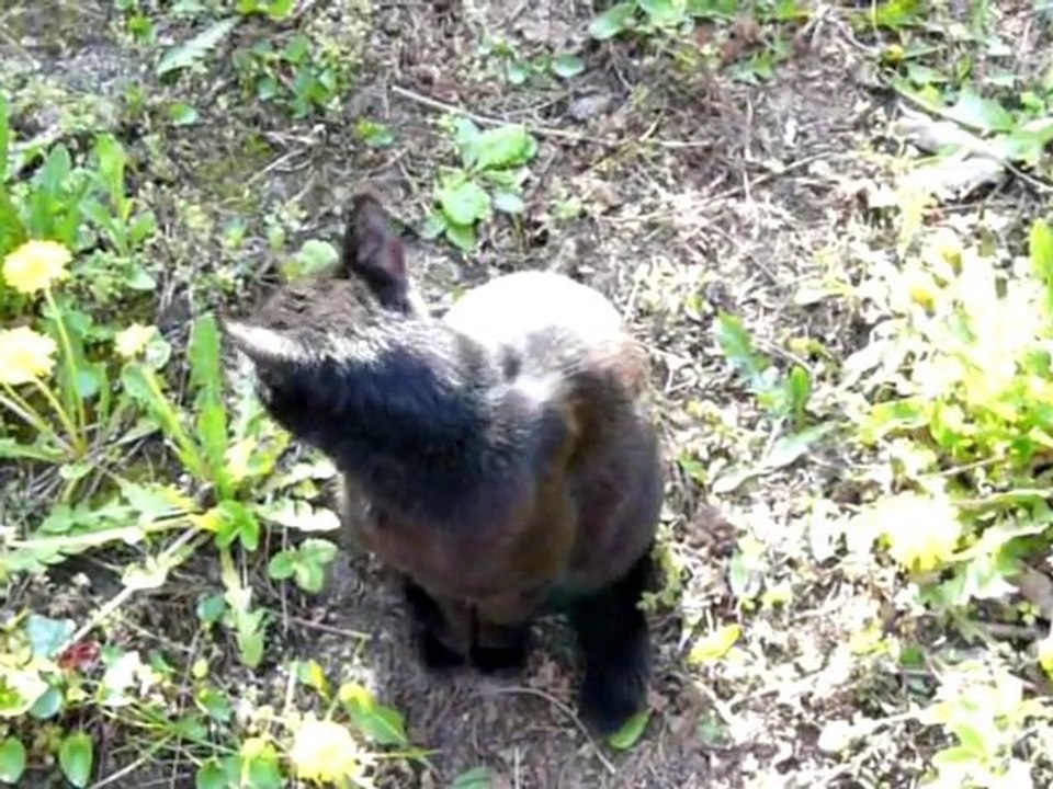 Chat Sculptures-Vivantes en Métamorphoses-Printanière chap2