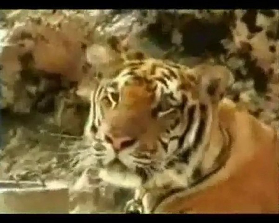 Yvonne Tickles A Tiger!