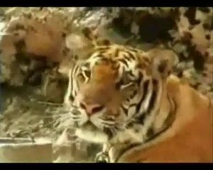 Yvonne Tickles A Tiger!