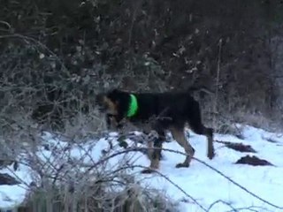 ferme sur sanglier 63