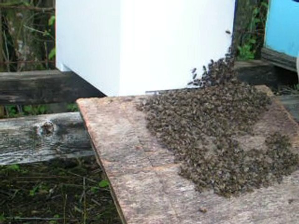 APICULTEUR FOU PETIT ESSAIM ABEILLES 2010