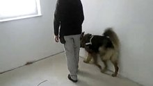 Schimmelspürhund - http://hund-sucht-schimmel.de