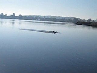 Belle pose d'oie en direct