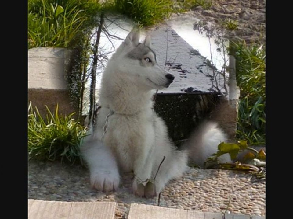 Forum amour de husky