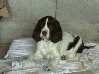 Freya lit le journal