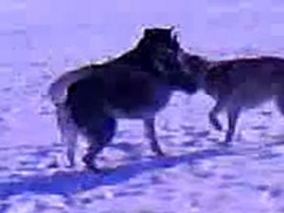 Video 0040