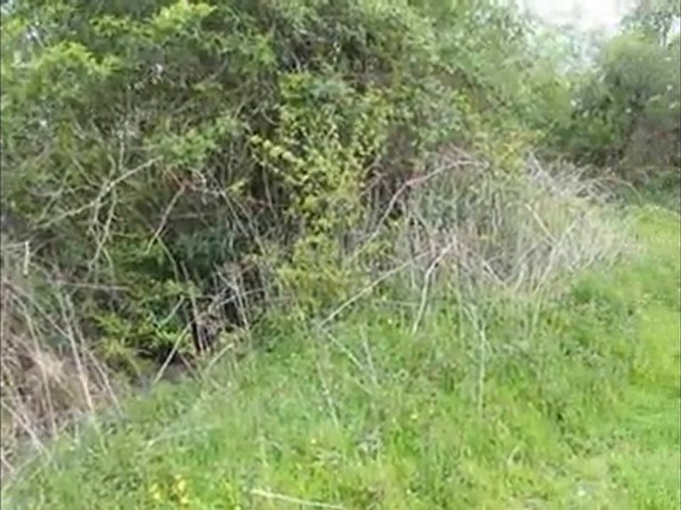 la gerarderie