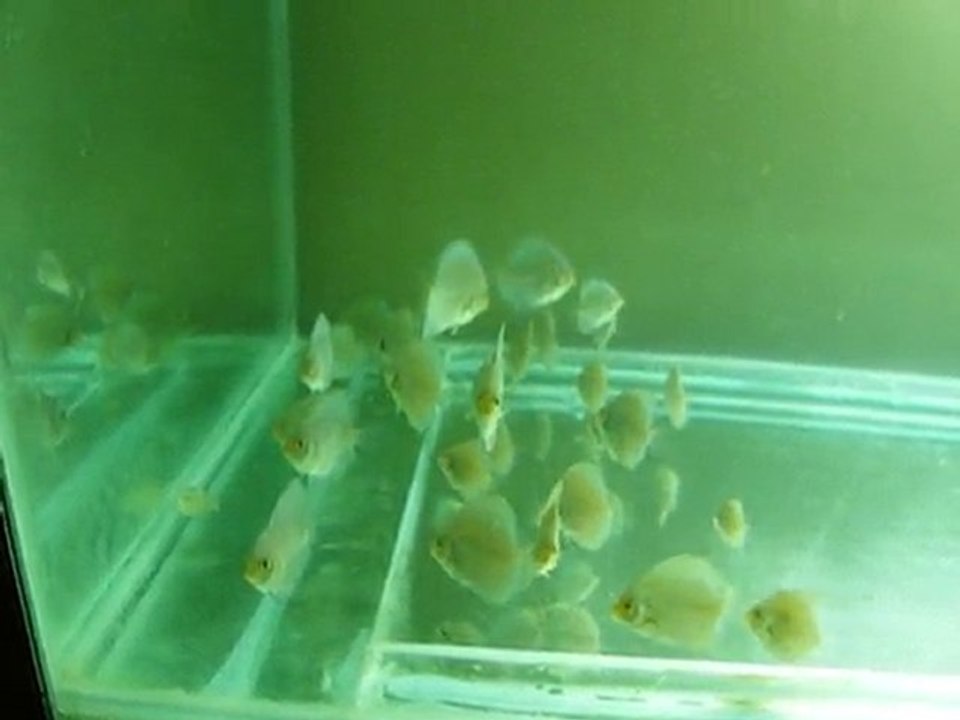 blue diamond 1,5 aylık