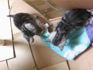 Flynn qui mange et les autres