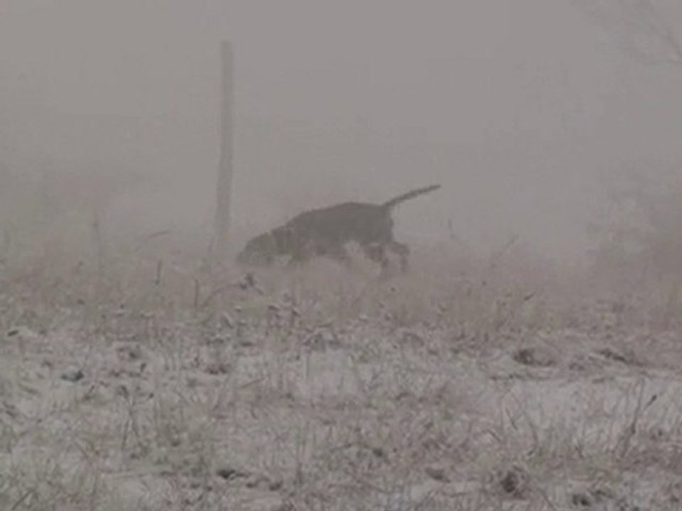 rapproché sur sanglier 63