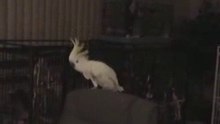 Parrot