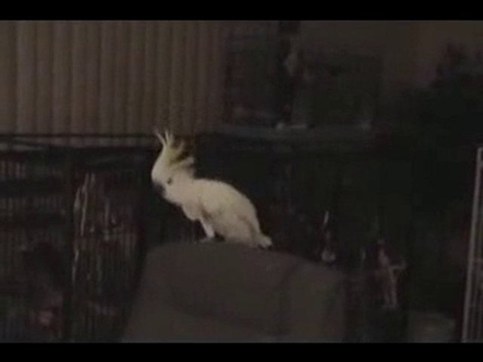 Parrot