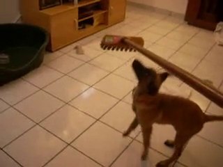 Fidji et le balai brosse