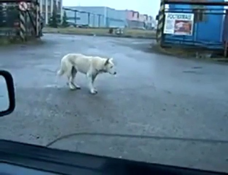 techno dog