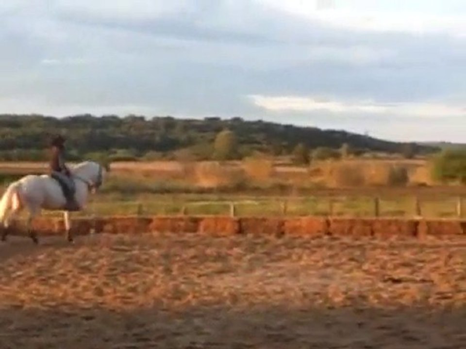 chevaux lusitaniens espagnols dressage spectacle sans bride