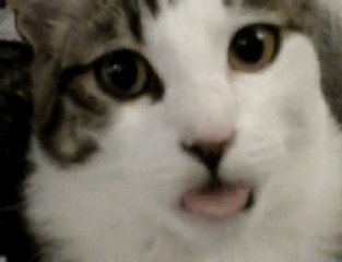 Un chaton qui tète dans le vide