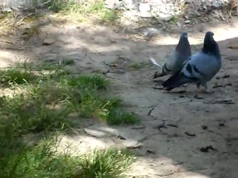 My Pigeons