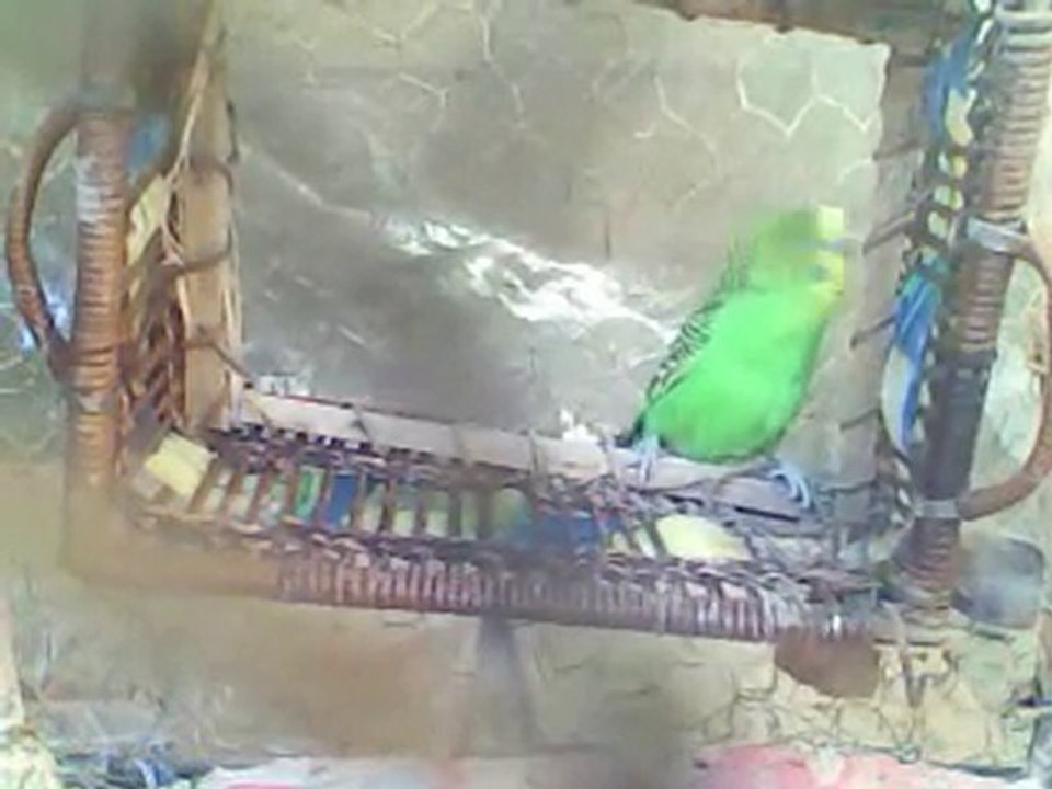 comedie avec les perruche ondulée