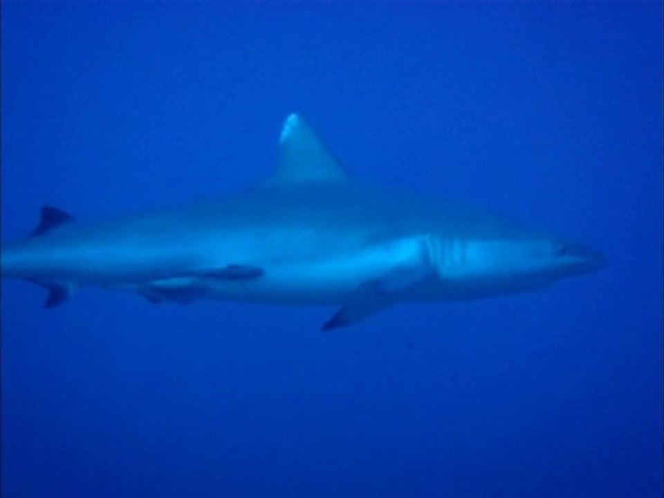 Requins Gris Maldives 2010