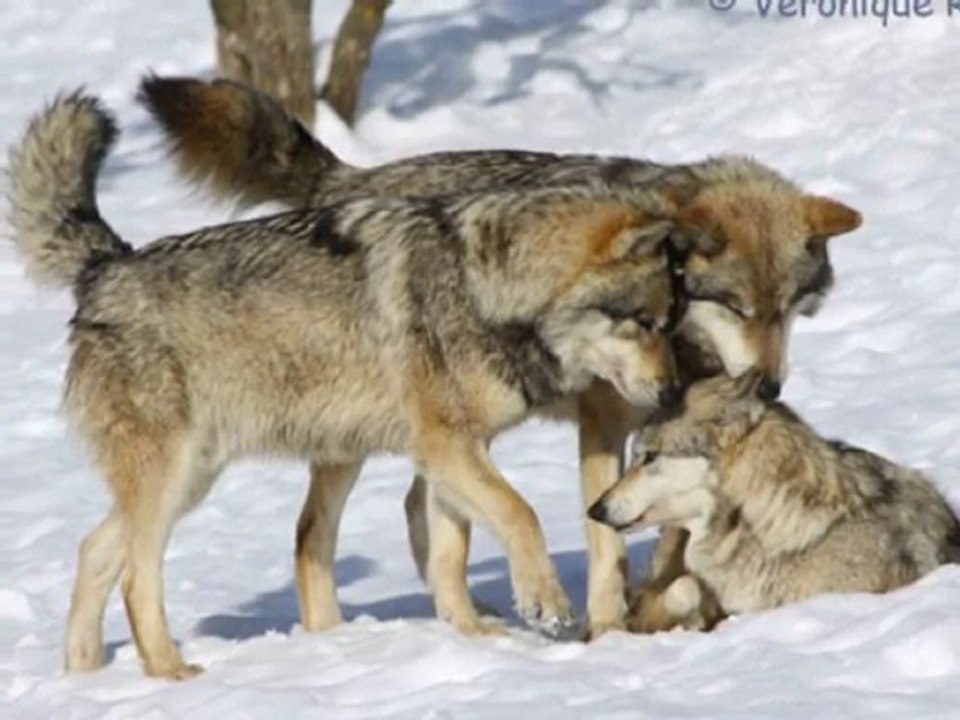 Wolves tribute - Hommage aux loups